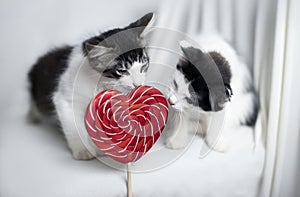 Two cute little fluffy kittens cat sitting on a white blanket with big red candy heart, valentine's day theme card