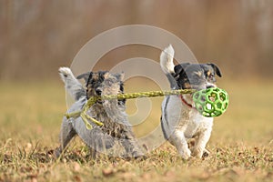 Two cute little funny dirty jack russell terrier dogs are playing together on a meadow in autumn with a green ball