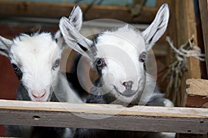 Two cute little goats on the farm, smiling goats