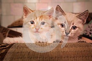 Two cute little gray redheads are sitting on the sofa in the room.