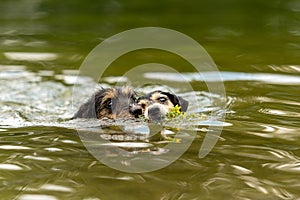 Two cute little Jack Russell Terrier dog friends are swims in water and retrieves a flower im mouth