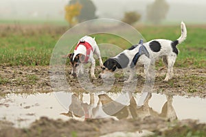 Two cute little Jack Russell Terrier dogs 13 and 10 years old are reflected in a puddle of water. The Hounds snuffle on the grass
