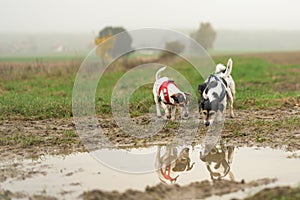 Two cute little Jack Russell Terrier dogs 13 and 10 years old are reflected in a puddle of water. The Hounds snuffle on the grass