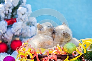 Two cute little kittens with Christmas decoration