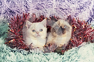 Two cute little kittens with Christmas decorations