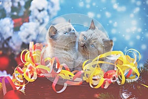 Two cute little kittens with Christmas decorations