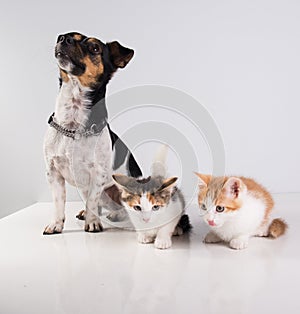 Two Cute little kittens and dog