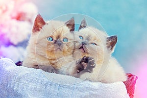 Two cute little kittens sitting in a basket