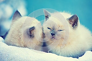 Two cute little kittens sitting in a basket