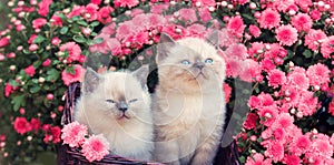 Two cute little kittens sitting in a basket near flowers