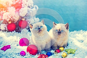 Two cute little kittens sitting near the Christmas tree