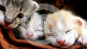 Two cute little kittens are sleeping. Close-up small cats faces. The third one comes up and looks at the camera