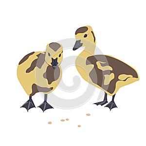 Two cute little newborn fluffy Canada gosling. Pair of goose babies isolated on a white background, vector illustration.