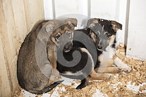 Two cute little puppies occupying corner of enclosure, lying together on wooden sawdust. Protect homeless animal