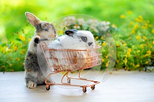 Two Cute little rabbit with shopping cart on green grass with natural bokeh as background, Young adorable bunny playing in garden