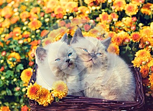 Two little kittens sitting in a basket near orange flowers