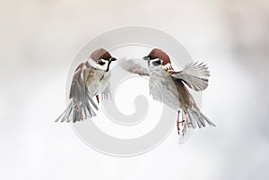 Two cute little Sparrow birds flying in the air and spread their