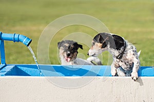 Two cute little thirsty Jack Russell Terrier dogs drinking cold water from a well on a hot summer day