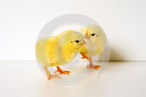 two cute little tiny newborn yellow baby chicks on white background.