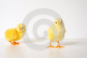 two cute little tiny newborn yellow baby chicks on white background. photo