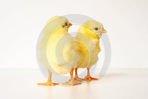 two cute little tiny newborn yellow baby chicks on white background.