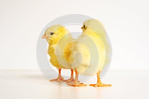 two cute little tiny newborn yellow baby chicks on white background.