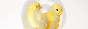 Two cute little tiny newborn yellow baby chicks on white background. banner.