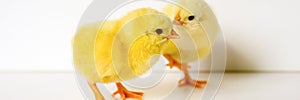 two cute little tiny newborn yellow baby chicks on white background. banner.