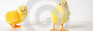 Two cute little tiny newborn yellow baby chicks on white background. banner.