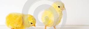 two cute little tiny newborn yellow baby chicks on white background. banner.