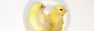 Two cute little tiny newborn yellow baby chicks on white background. banner.