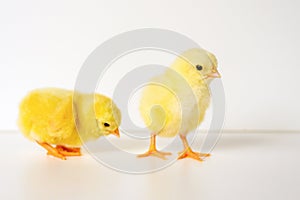 two cute little tiny newborn yellow baby chicks on white background.