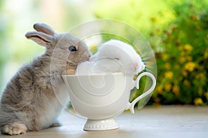 Two cute little white rabbit sleeping in a lovely cup with natural bokeh in the background. easter concept