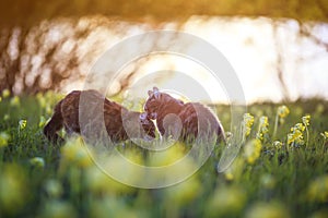 Two cute lovers cats walk on a summer blooming meadow in the light of warm sunlight caressing each other