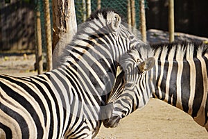 Two cute loving zebras in the zoo on a sunny day, Hippotigris.