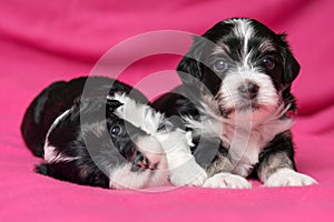 Two cute lying havanese puppies dog on a pink bedspread