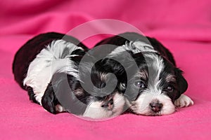 Two cute lying havanese puppies dog on a pink bedspread