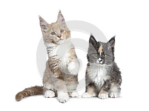 Two cute Maine Coon cat kittens sitting beside on white background.