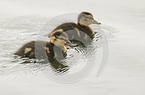 Two cute Mallard duckling Anas platyrhynchos hunting for food in a river.