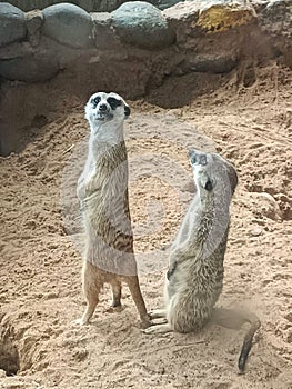 Two cute meerkats or suricates are standing