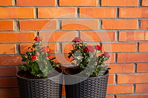 Two cute miniature roses, orange and dark red growing in black color plastic rattan flower pot in home outdoors, horticulture.