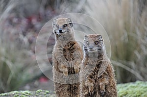 Two cute mongoose standing alert on their hind legs