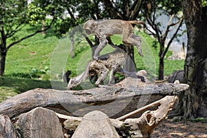 Two Cute Monkeys Jumping and Playing