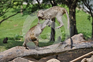 Two Cute Monkeys Jumping and Playing