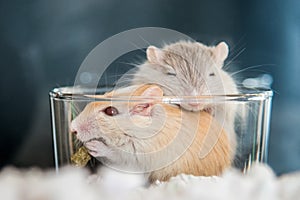 Two cute mouse in love  Domestic Gerbil (Gerbillinae)