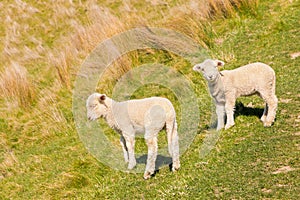 Two cute newborn lambs standing on grassy meadow with copy space