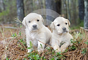 Pair of Golden Retriever Puppies