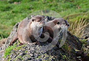 Two cute Otters sitting together on a tree trunk
