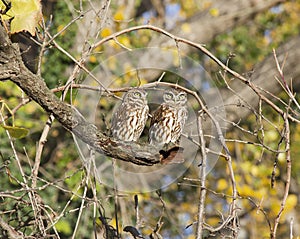 Two cute owls sitting on the tree