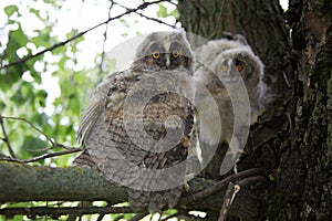 Two cute owls are sitting on a tree, close-up. Wild nature